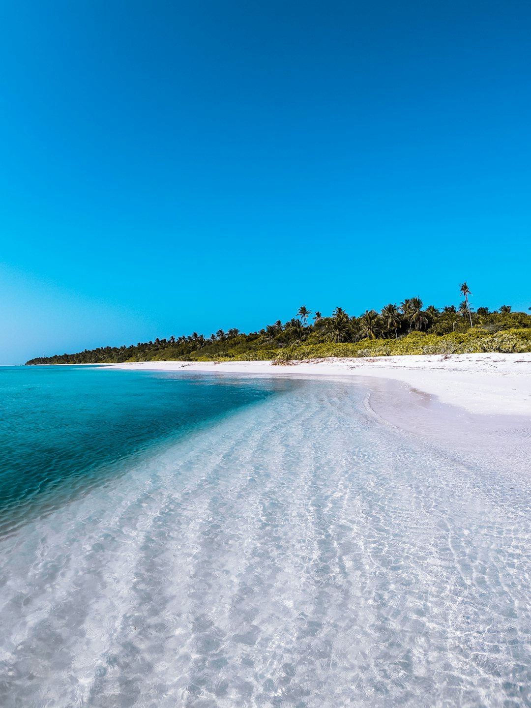 Palm trees line a tropical beach with turquoise ocean water.